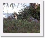 Pyyt_ hazel-grouse4 * 1488 x 1197 * (1.64MB)